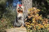 YORKSHIRE TERRIER 203